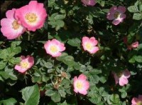 róża rdzawa, rosa rubiginosa, róża rdzawa sadzonki